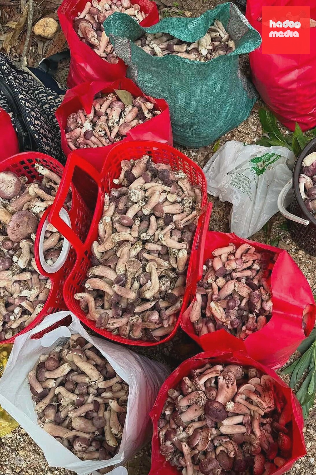 Hái 'lộc trời' dưới rừng tràm Quảng Trị: Món quà sau mưa đầu mùa