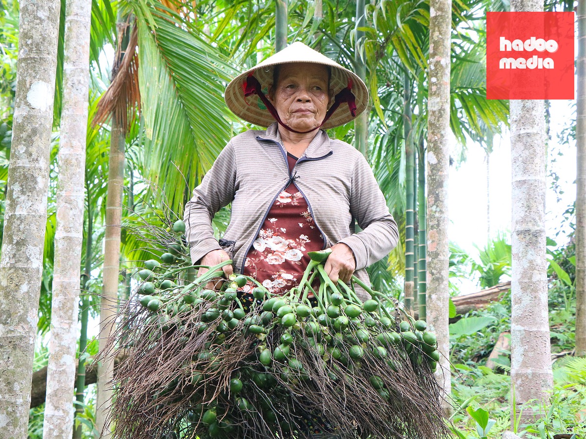 Bà Chín nâng niu buồng cau vừa thu hoạch, thành quả từ nhiều năm chăm sóc vườn - Ảnh: THÚY HIỀN