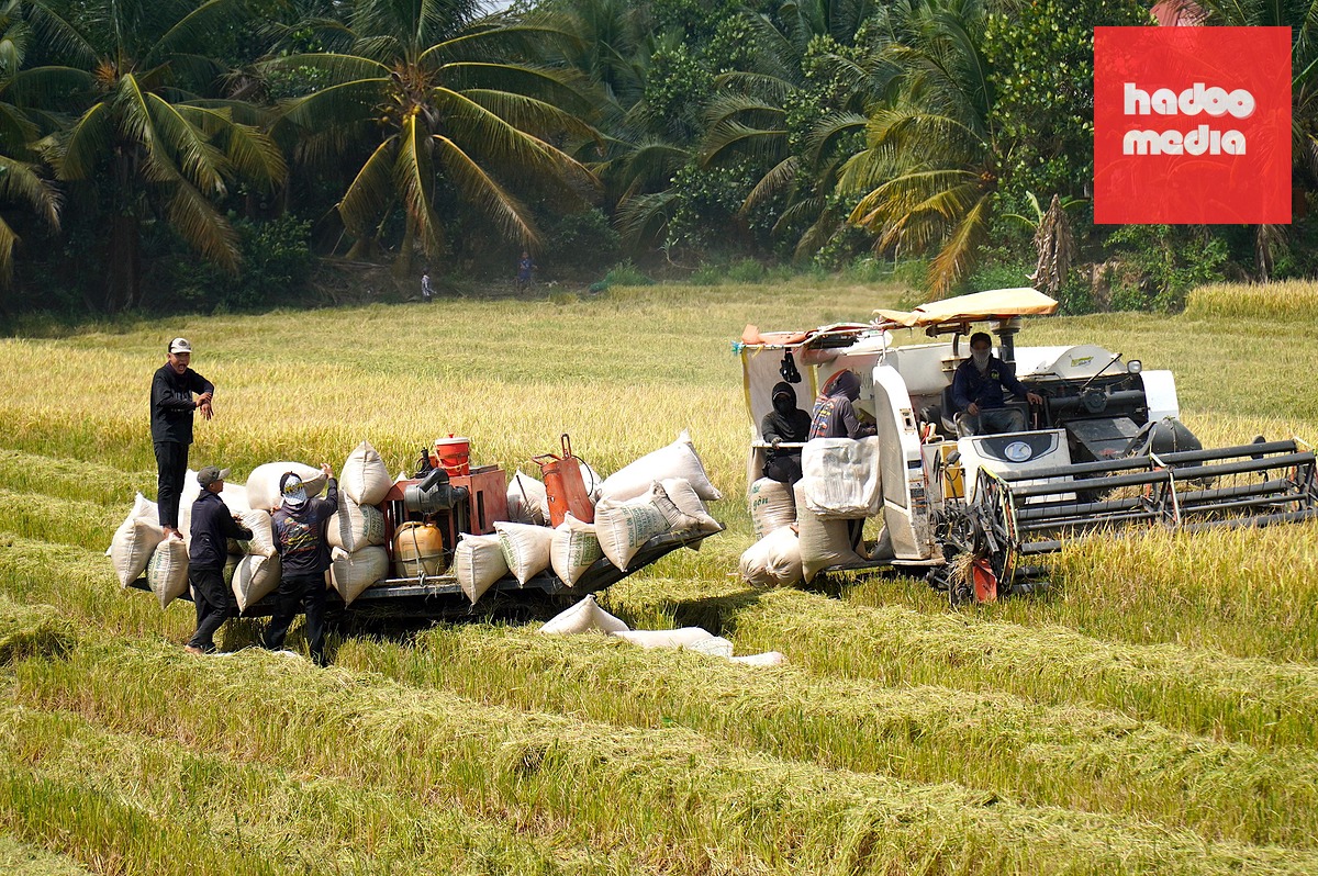 Nông dân tỉnh Đồng Tháp đang khẩn trương thu hoạch lúa hè thu, để nhanh chóng xuống giống vụ mới nhằm né hạn, mặn - Ảnh: MẬU TRƯỜNG