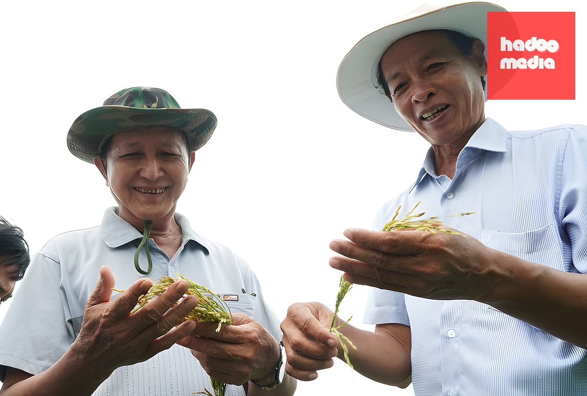 Giá lúa hè thu giảm sâu, nông dân thua lỗ - Ảnh 2.