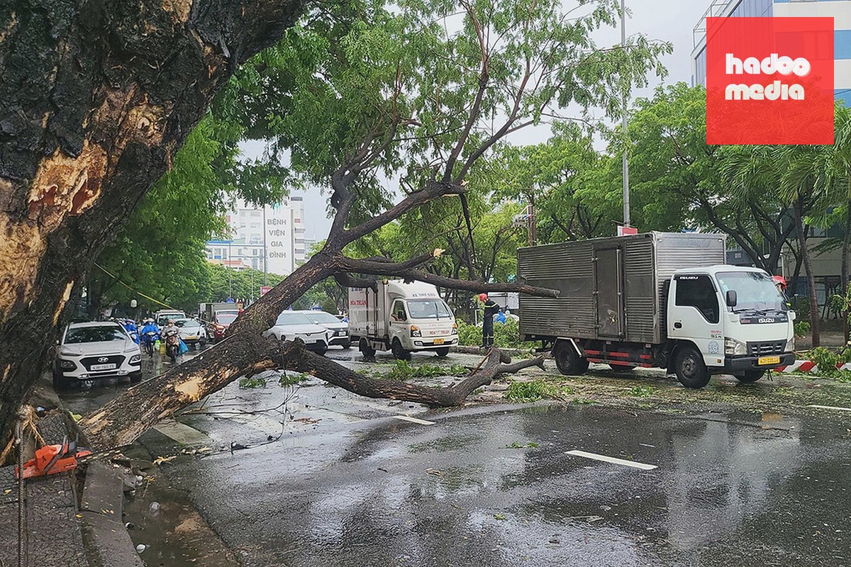 Cây lớn đổ trên đường Nguyễn Hữu Thọ, trung tâm Đà Nẵng, trưa 12/9, gây ùn tắc giao thông. Ảnh: Quỳnh Nhi