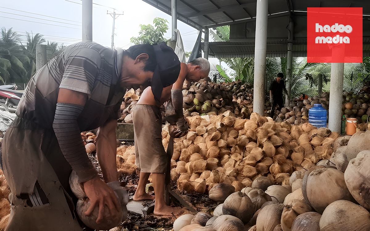 Dừa tươi mua tại vườn 6.500 đồng/trái, nhưng vì sao khi bán lẻ giá đội lên gấp 2 - 3 lần? - Ảnh 2.
