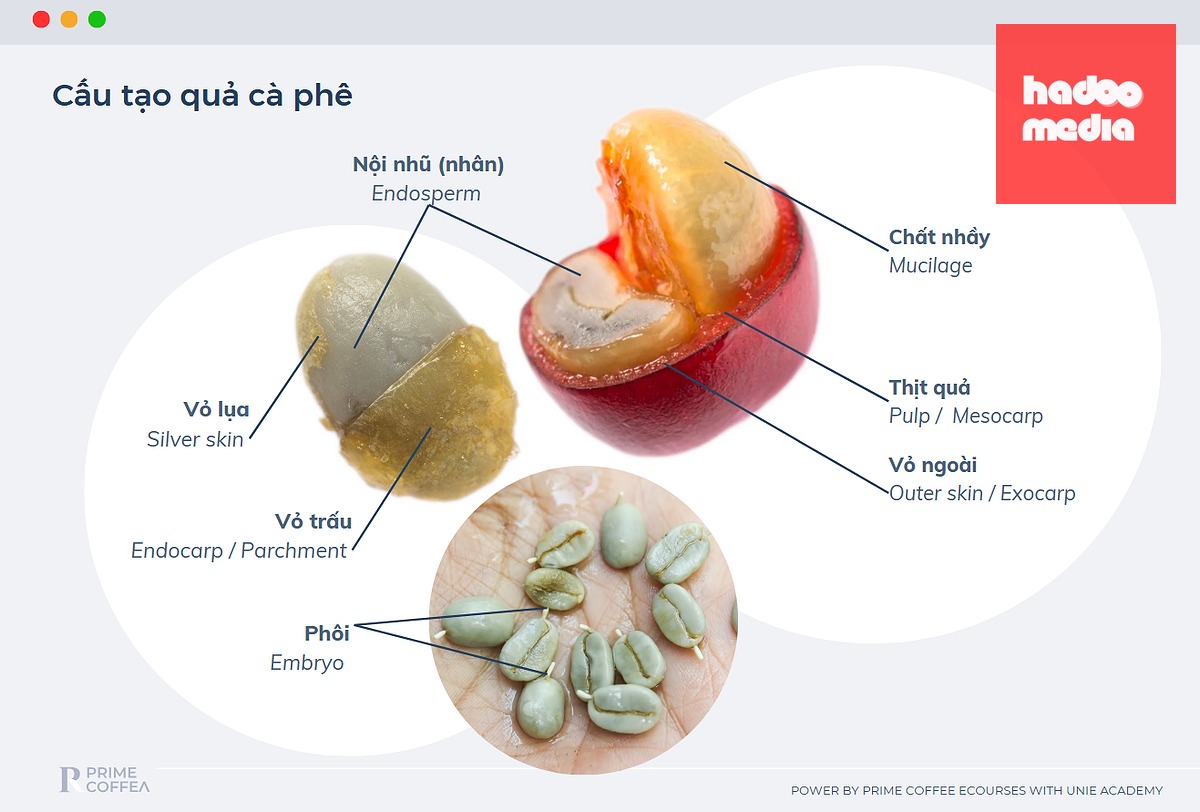 Quá trình lên men phụ thuộc vào nhiệt độ, độ dày lớp nhầy hay thịt quả, độ chín, quần thể vi sinh vật và lượng nước - Ảnh: PRIME COFFEA