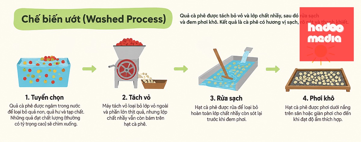 Chế biến ướt cho ra cà phê có hương vị sạch, rõ nét và thanh khiết - Ảnh: HẢI VÂN