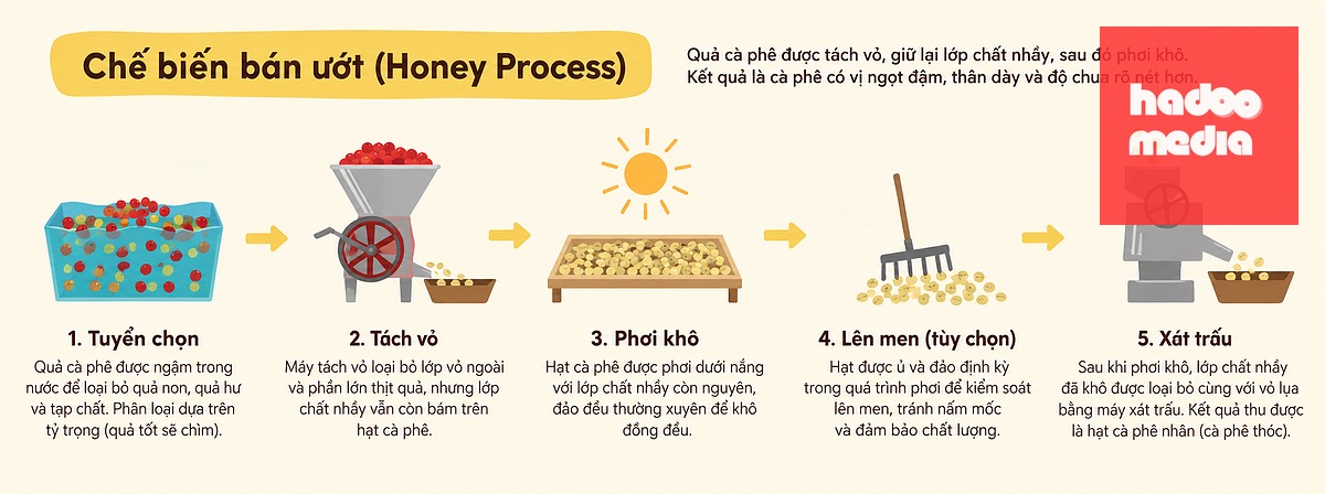 Chế biến bán ướt cho ra cà phê có vị ngọt đậm, thân dày và độ chua rõ nét hơn - Ảnh: HẢI VÂN