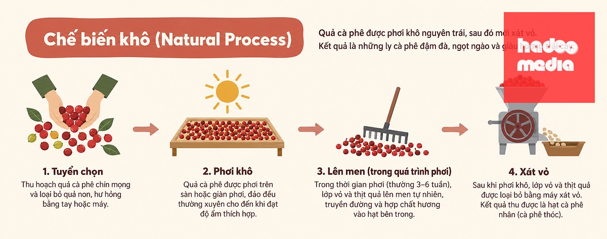 Chế biến khô cho ra những ly cà phê đậm đà, ngọt ngào và giày hương trái cây - Ảnh: HẢI VÂN