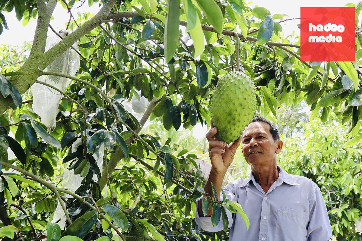 Nông dân phường Ngã Năm, TP Cần Thơ trồng mãng cầu gai, loại cây trồng chịu hạn, mặn, cho thu nhập khá - Ảnh: CA LINH