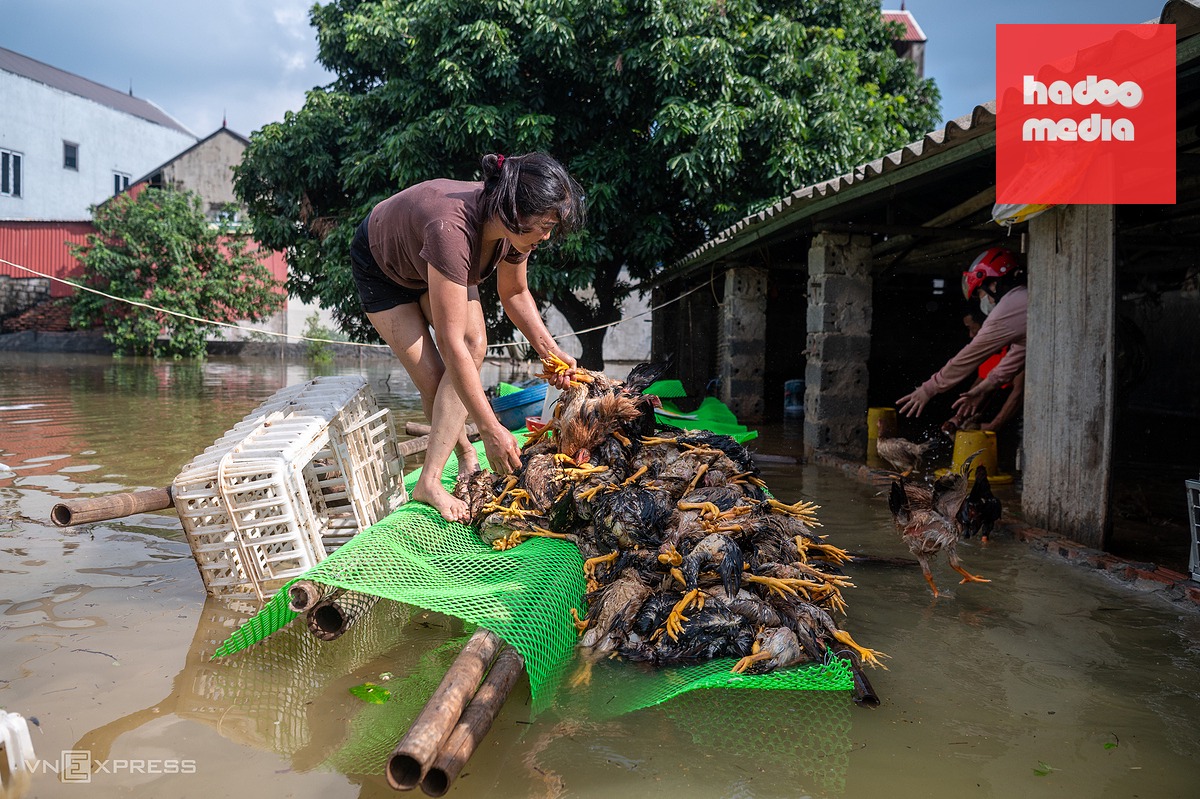Biển nước ngập sâu bao trùm vùng trũng ngoại thành Hà Nội