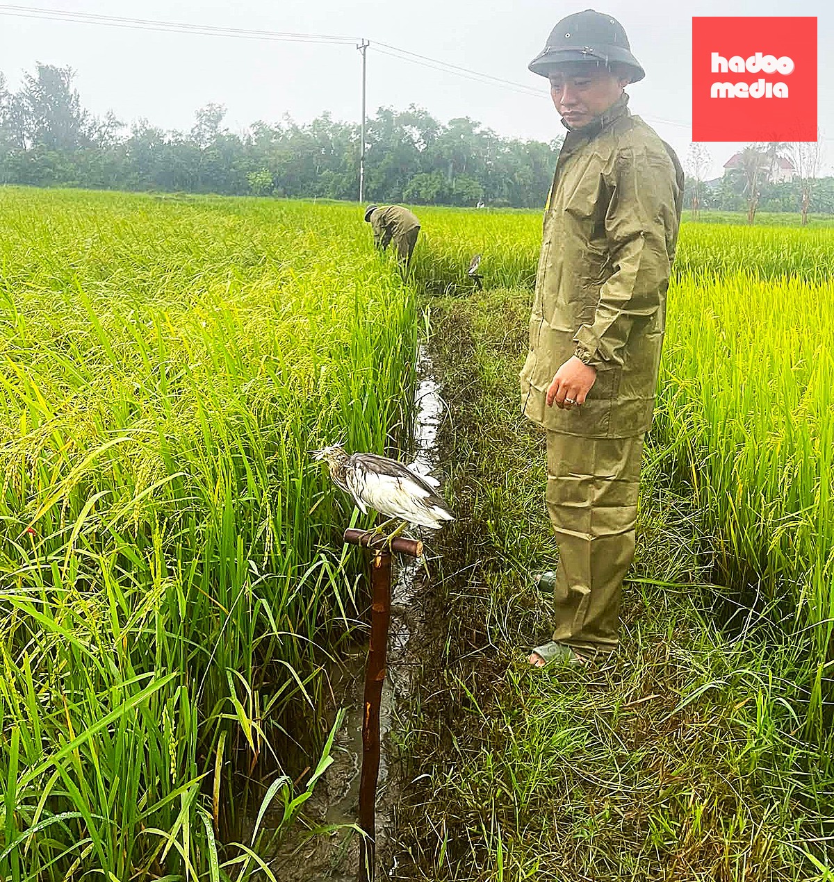 Những con cói mồi được sử dụng để thu hút đàn chim trời trên dường di cư.