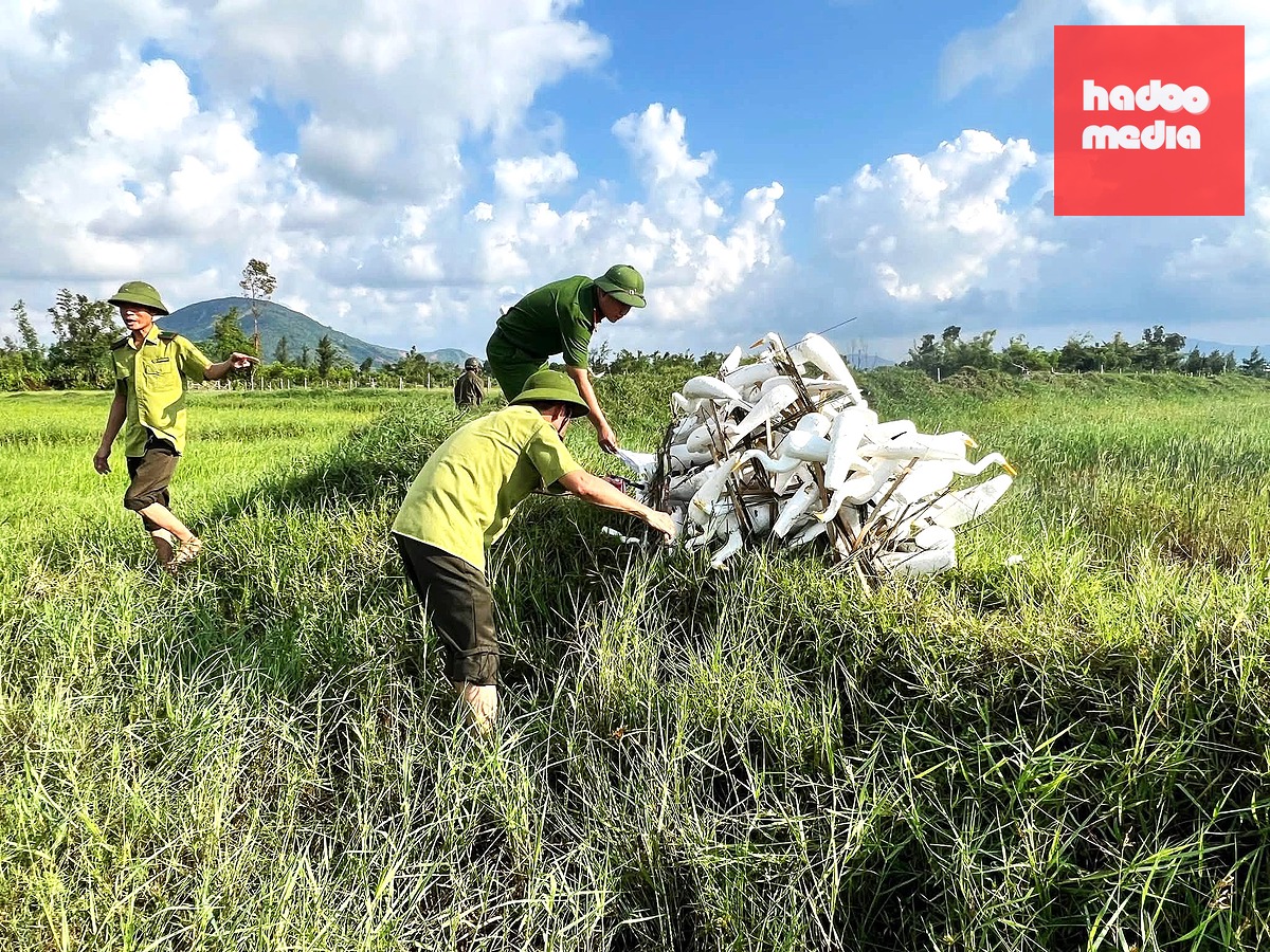 Cò xốp dùng để dụ bắt chim trời sau khi lực lượng chức năng thu giữ sẽ tiêu hủy.