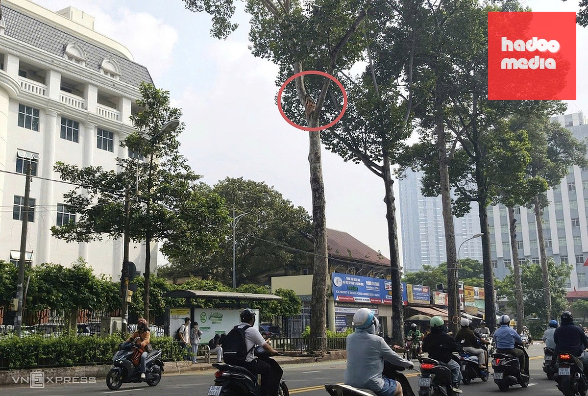 Nhánh cây dầu bị gãy rơi xuống từ độ cao hơn chục mét khiến người đàn ông tử vong, tối 18/9. Ảnh: Đình Văn