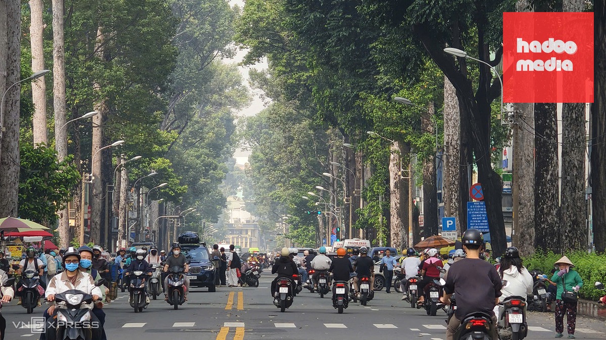 Hàng cổ thụ được trồng hơn 50 năm trước trên đường An Dương Vương, phường Chợ Quán (quận 5 cũ) có nhiều nhánh lớn chìa ra đường. Ảnh: Đình Văn