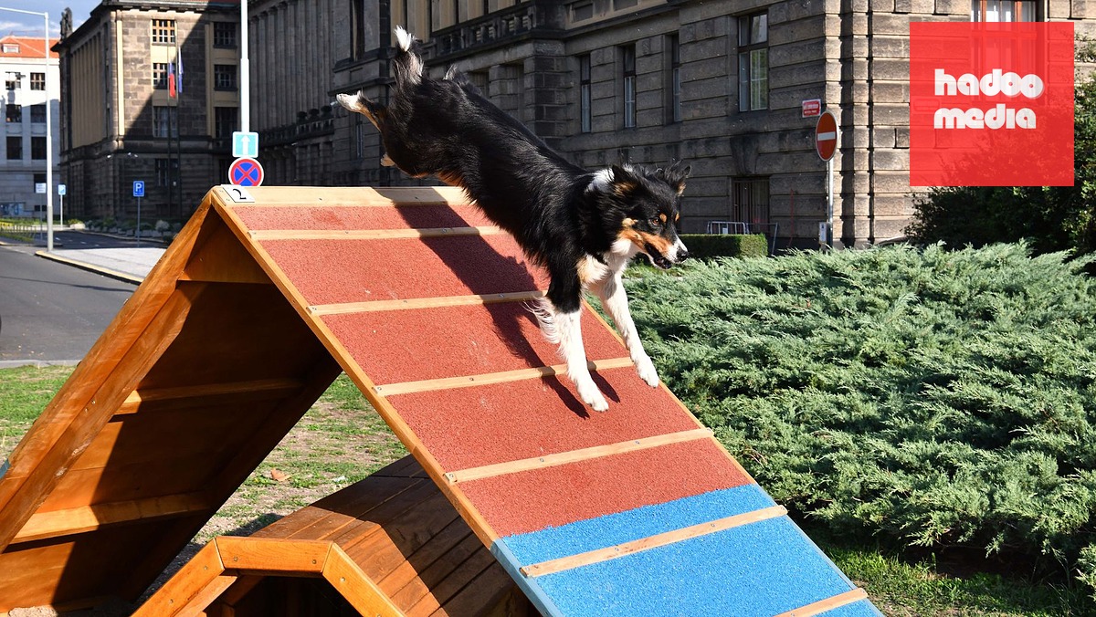 Khu Vui Chơi Mới Cho Chó Mở Cửa Tại Trung Tâm Praha Có Đường Chạy Agility