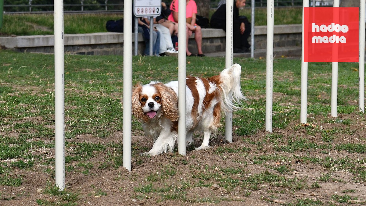 Khu Vui Chơi Mới Cho Chó Mở Cửa Tại Trung Tâm Praha Có Đường Chạy Agility
