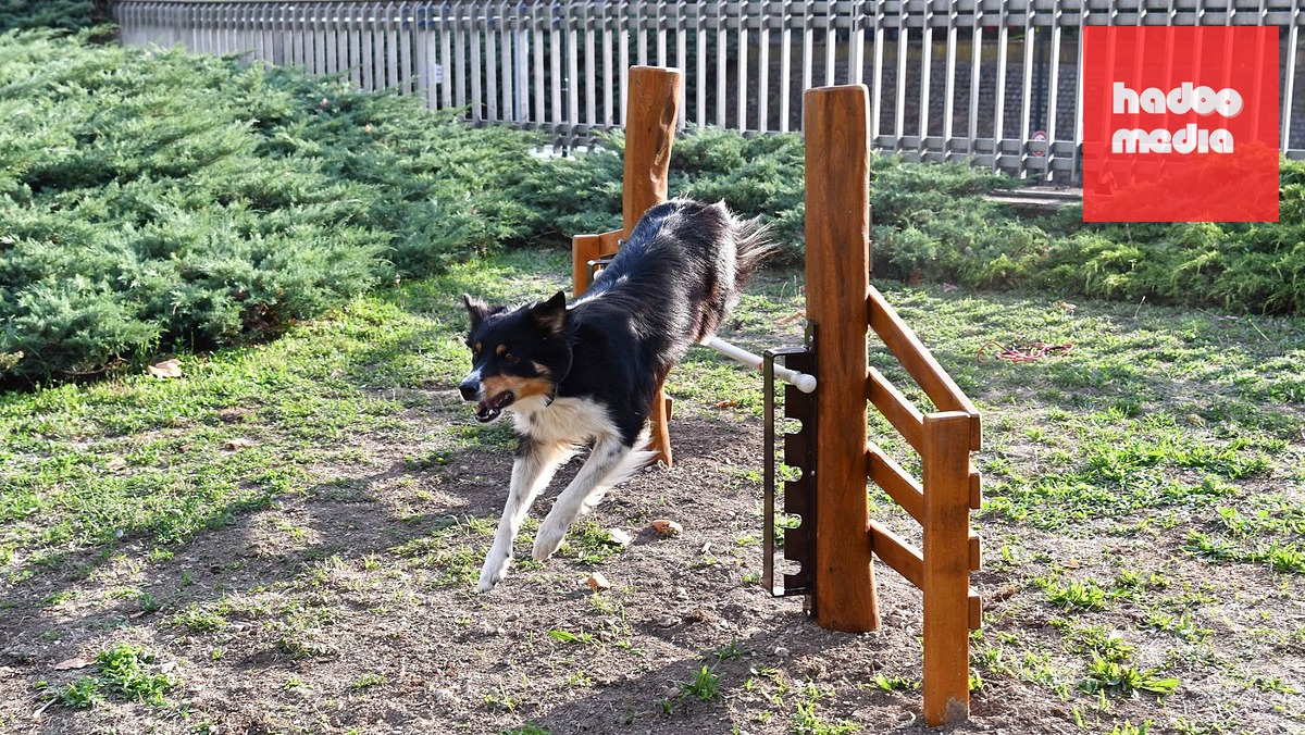 Khu Vui Chơi Mới Cho Chó Mở Cửa Tại Trung Tâm Praha Có Đường Chạy Agility