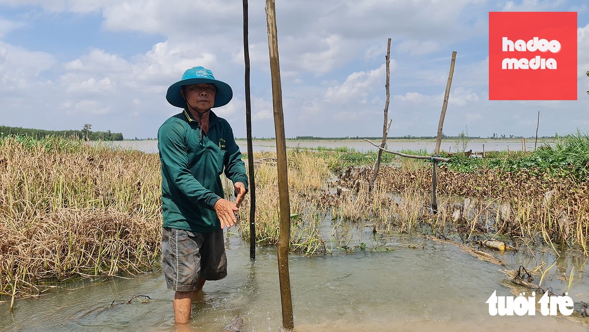 Những ngày qua, ông Đặng Văn Tiên (ấp 4, xã Trường Xuân, tỉnh Đồng Tháp) cũng thấp thỏm ngóng trông nước lũ đổ về mỗi ngày - Ảnh: MẬU TRƯỜNG
