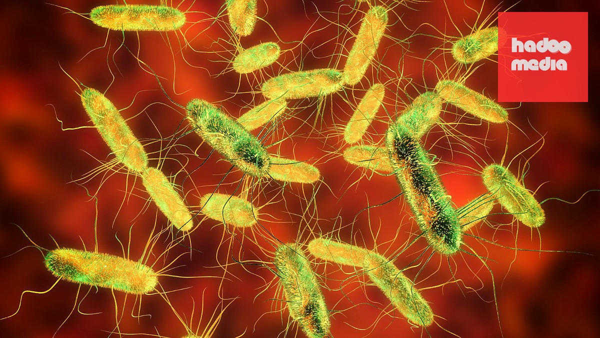 Hơn 250 Người Nhiễm Salmonella tại Trường Học Praha: Sự Cố An Toàn Thực Phẩm Gây Lo Ngại
