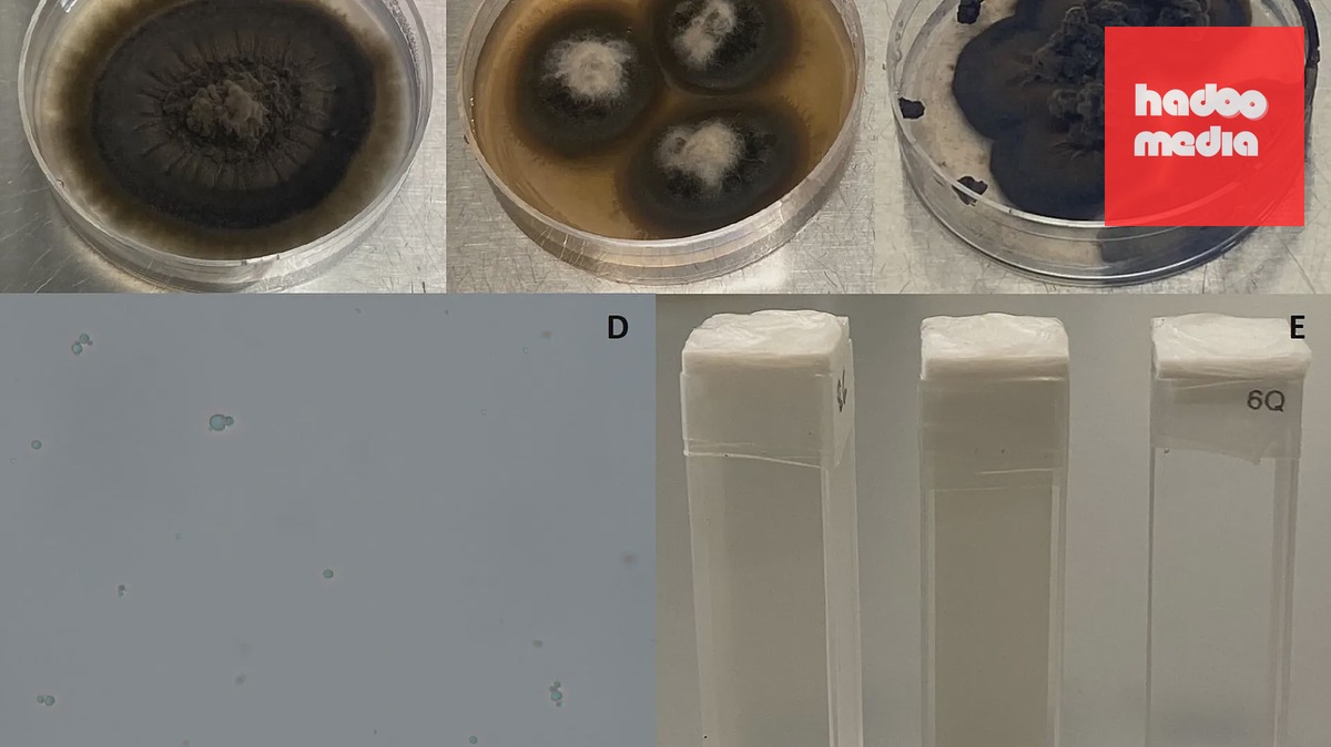 Acidofilní houby. A: Acidiella bohemica B: Acidomyces acidothermus C: Acidomyces acidophilus D: mikroskopický snímek spory E: vzorky ve zkumavkách