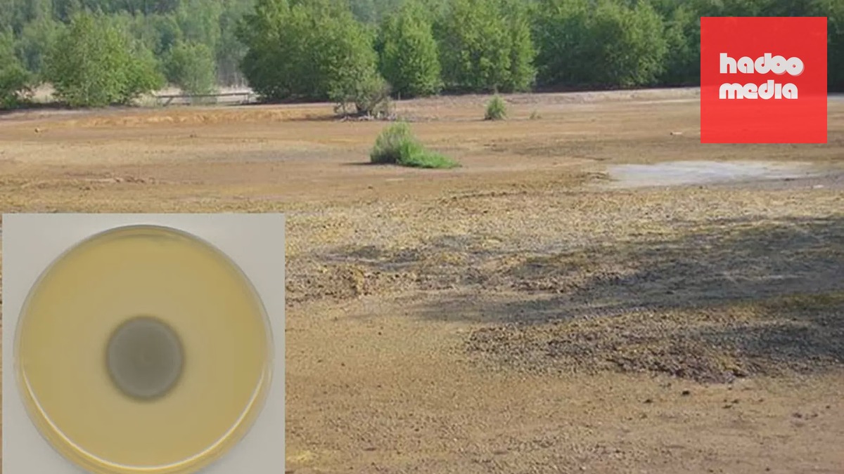 Acidofilní houba v Soosu