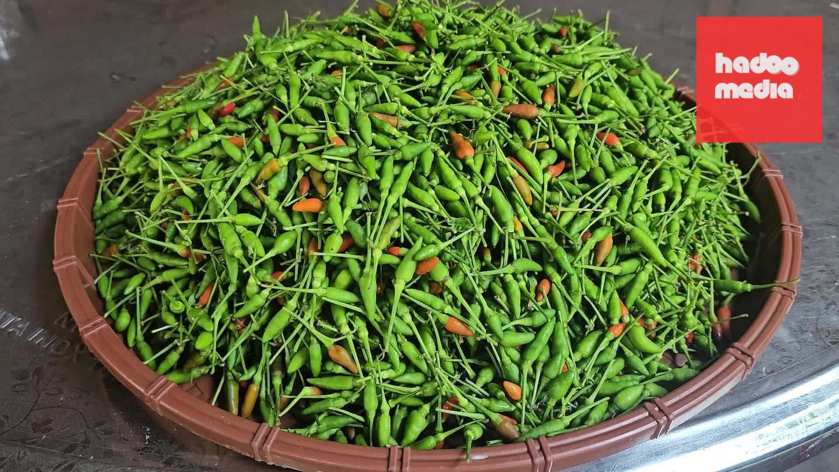 Vào rừng hái ớt chim phát tán