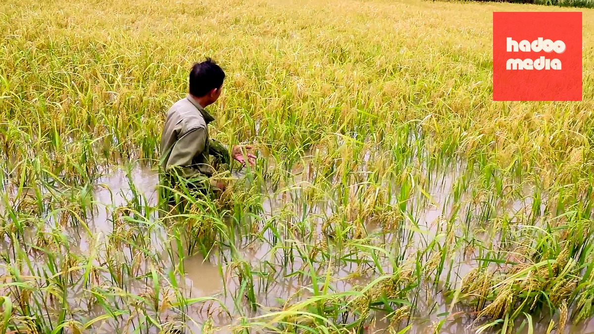 Ruộng lúa của người dân xã Khánh Bình bị ngập khi đã đến ngày thu hoạch - Ảnh: THANH HUYỀN