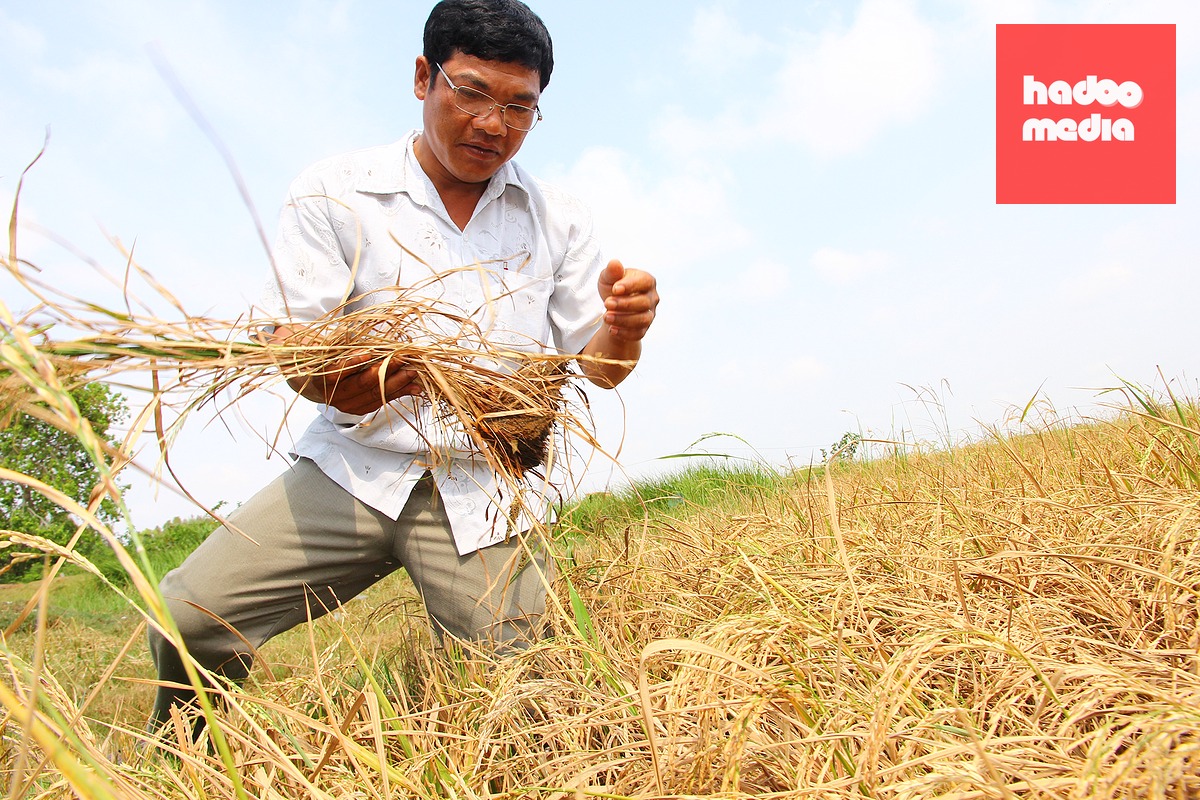 Hạn mặn khốc liệt năm 2015-2016 làm hư hại lúa tại xã Bình Giang, huyện Hòn Đất, tỉnh Kiên Giang (nay là tỉnh An Giang) - Ảnh: CHÍ QUỐC