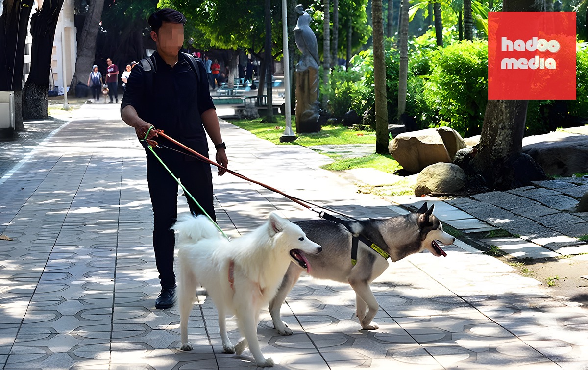 Người dân dắt chó đi dạo không đeo rọ mõm - Ảnh: DUYÊN PHAN