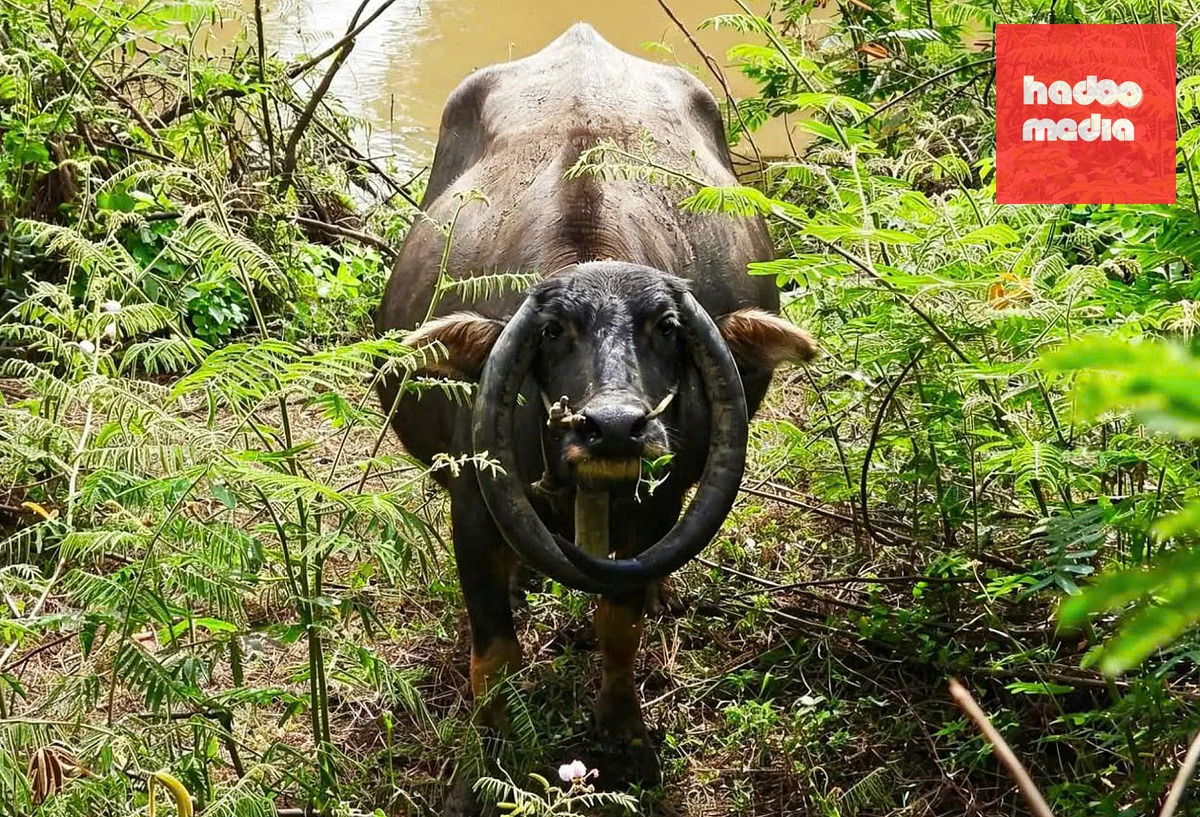 Con trâu có cặp sừng uốn cong xuống dưới rồi khép kín lại, như một chiếc vòng cổ được người dân chăn thả ở địa phận Vườn quốc gia Yok Đôn - Ảnh: Người dân cung cấp