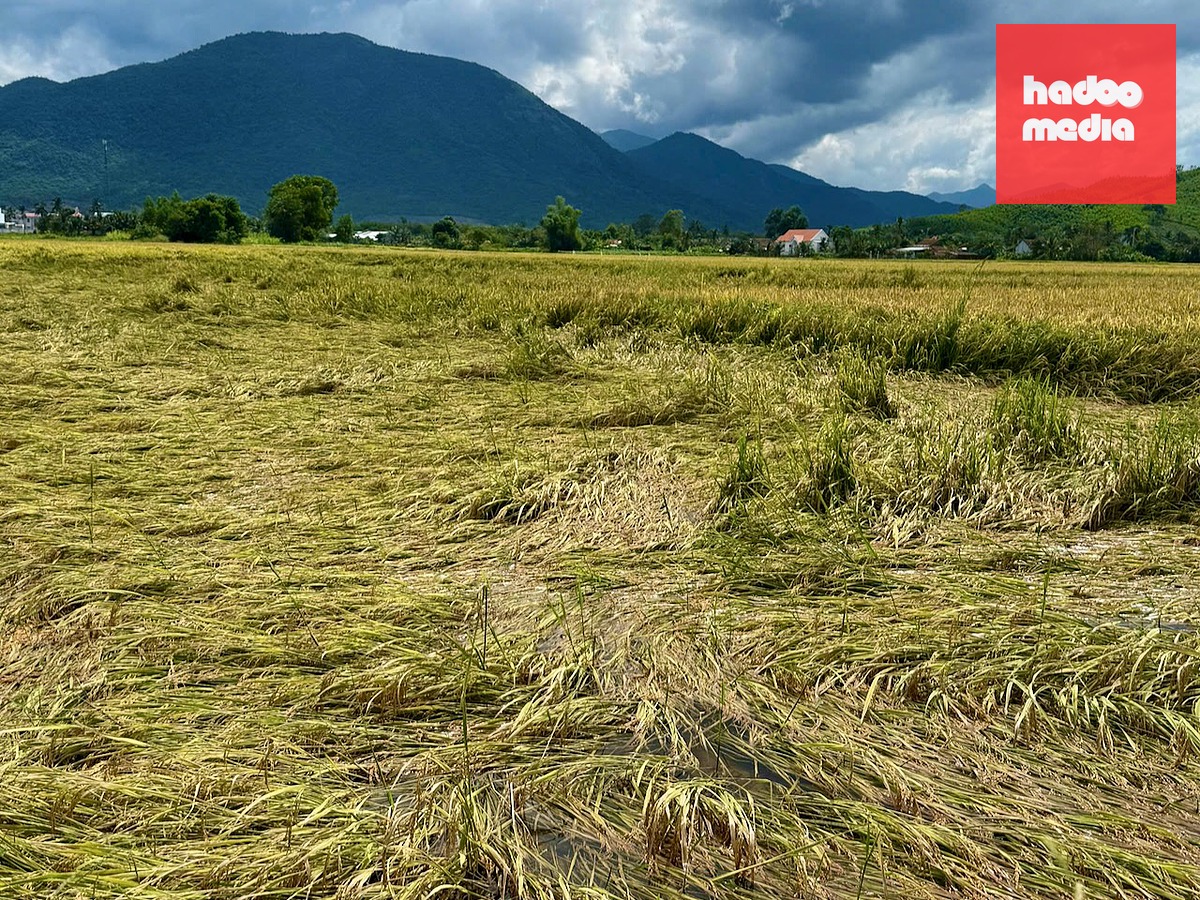 Hàng loạt diện tích lúa tại khu vực phía Đông Đắk Lắk bị ngã, ngập úng - Ảnh: MINH CHIẾN