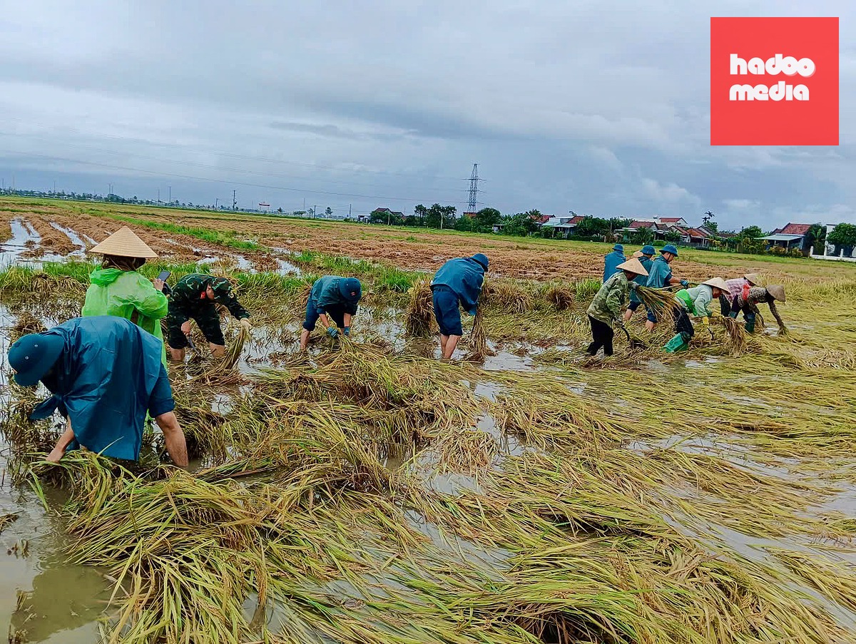 Các lực lượng chức năng xã Hòa Thịnh chung tay giúp các hộ khó khăn gặt lúa - Ảnh: A.T