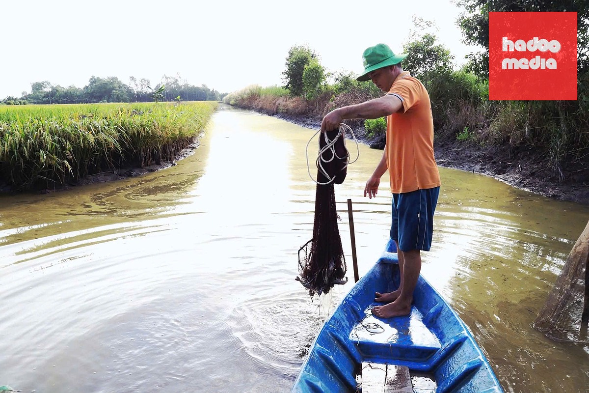 Mô hình sản xuất lúa - tôm ở huyện Hồng Dân, tỉnh Bạc Liêu (nay là tỉnh Cà Mau) - Ảnh: CHÍ QUỐC