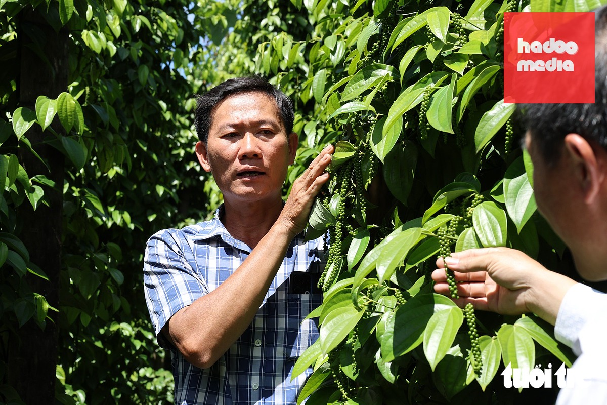 Ông Lê Tùng Linh, cha đẻ của giống tiêu Tùng Linh - Ảnh: LÊ TRUNG
