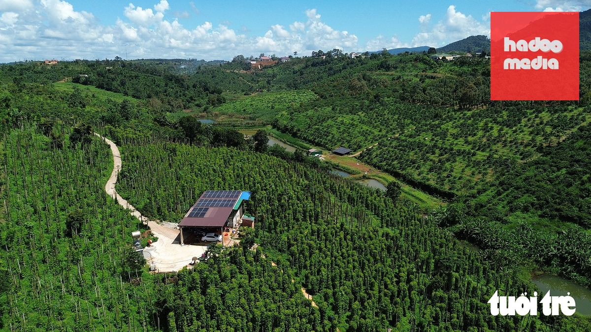 Vườn tiêu Tùng Linh - Ảnh: LÊ TRUNG