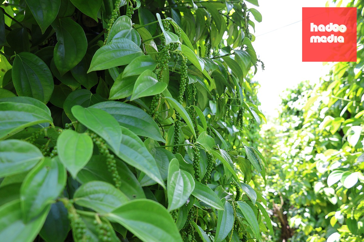 Gặp 'cha đẻ' của tiêu Tùng Linh và khát vọng nâng tầm thương hiệu hồ tiêu Việt - Ảnh 4.