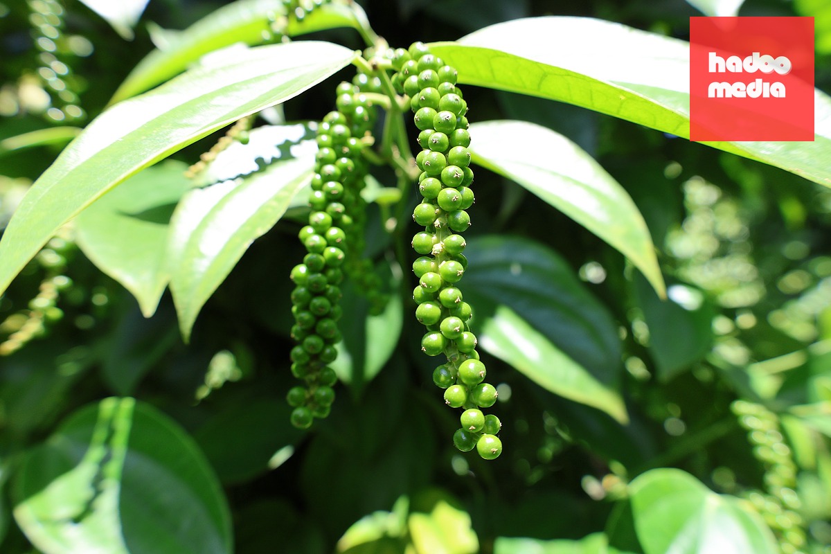 Gặp 'cha đẻ' của tiêu Tùng Linh và khát vọng nâng tầm thương hiệu hồ tiêu Việt - Ảnh 5.