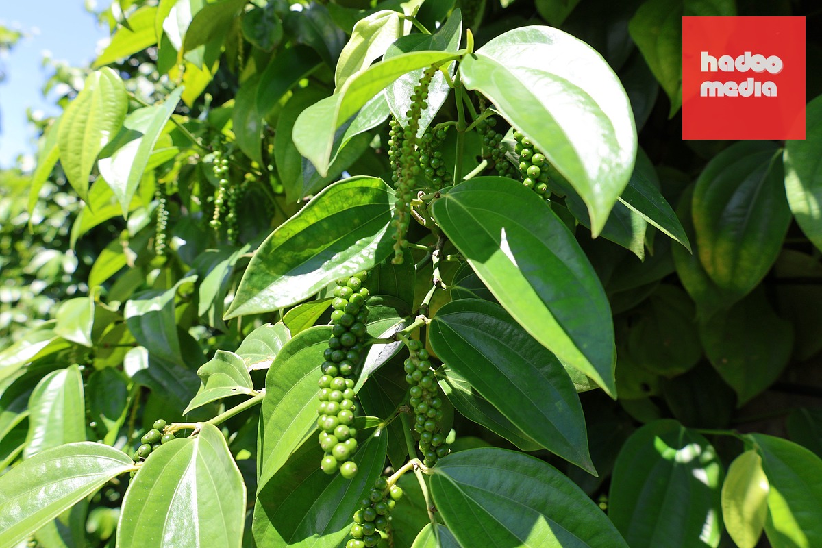 Gặp 'cha đẻ' của tiêu Tùng Linh và khát vọng nâng tầm thương hiệu hồ tiêu Việt - Ảnh 6.