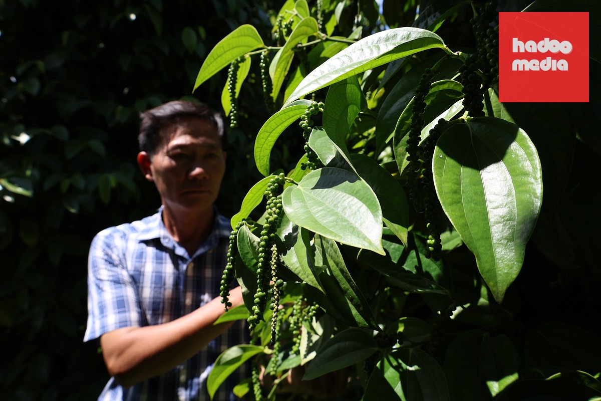 Gặp 'cha đẻ' của tiêu Tùng Linh và khát vọng nâng tầm thương hiệu hồ tiêu Việt - Ảnh 7.