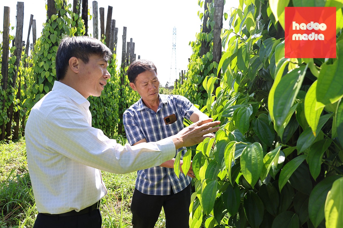 Gặp 'cha đẻ' của tiêu Tùng Linh và khát vọng nâng tầm thương hiệu hồ tiêu Việt - Ảnh 9.