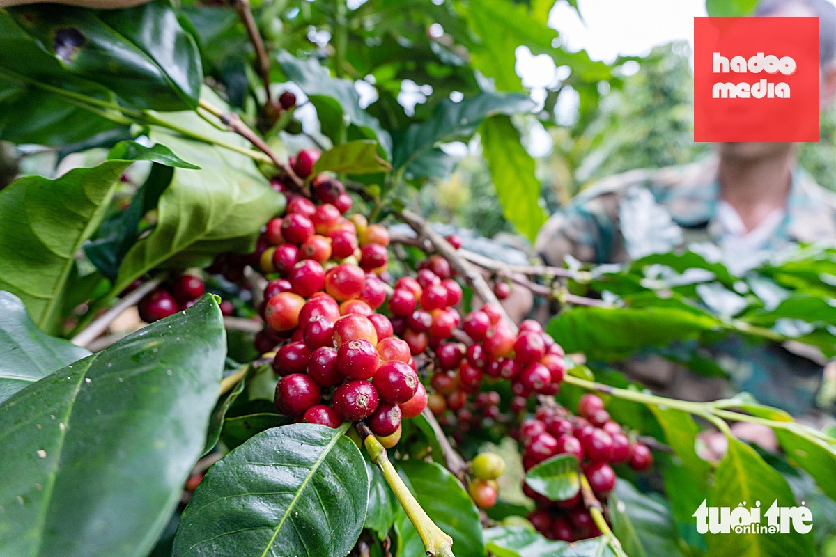 Robusta bị xếp dưới Arabica như một định kiến - Ảnh: T.T.