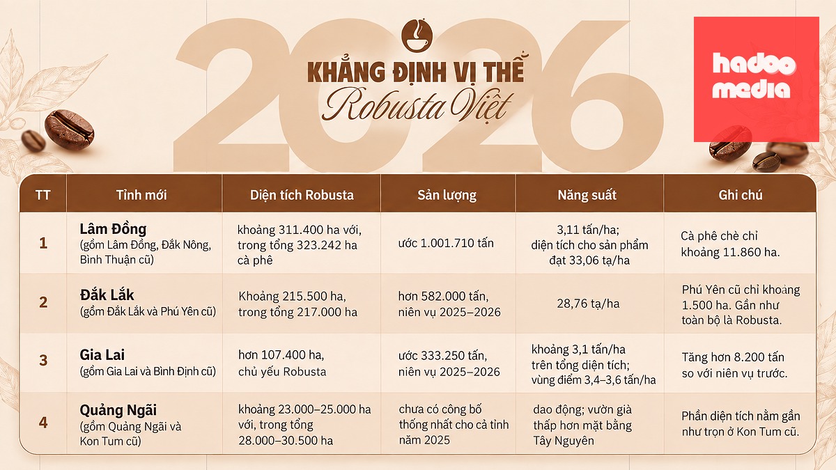 4 tỉnh có diện tích cà phê Robusta lớn của Việt Nam sau sắp xếp đơn vị hành chính. Bốn tỉnh này giữ trên 650.000ha Robusta, tức gần như toàn bộ diện tích vối của cả nước. Lâm Đồng vừa lớn nhất về diện tích vừa cao nhất về năng suất trong nhóm. Đắk Lắk vẫn là vùng Robusta thuần nhất. Gia Lai có suất khá và sản lượng tăng. Quảng Ngãi là vùng biên, quy mô nhỏ hơn rõ rệt.- Ảnh: K.V.