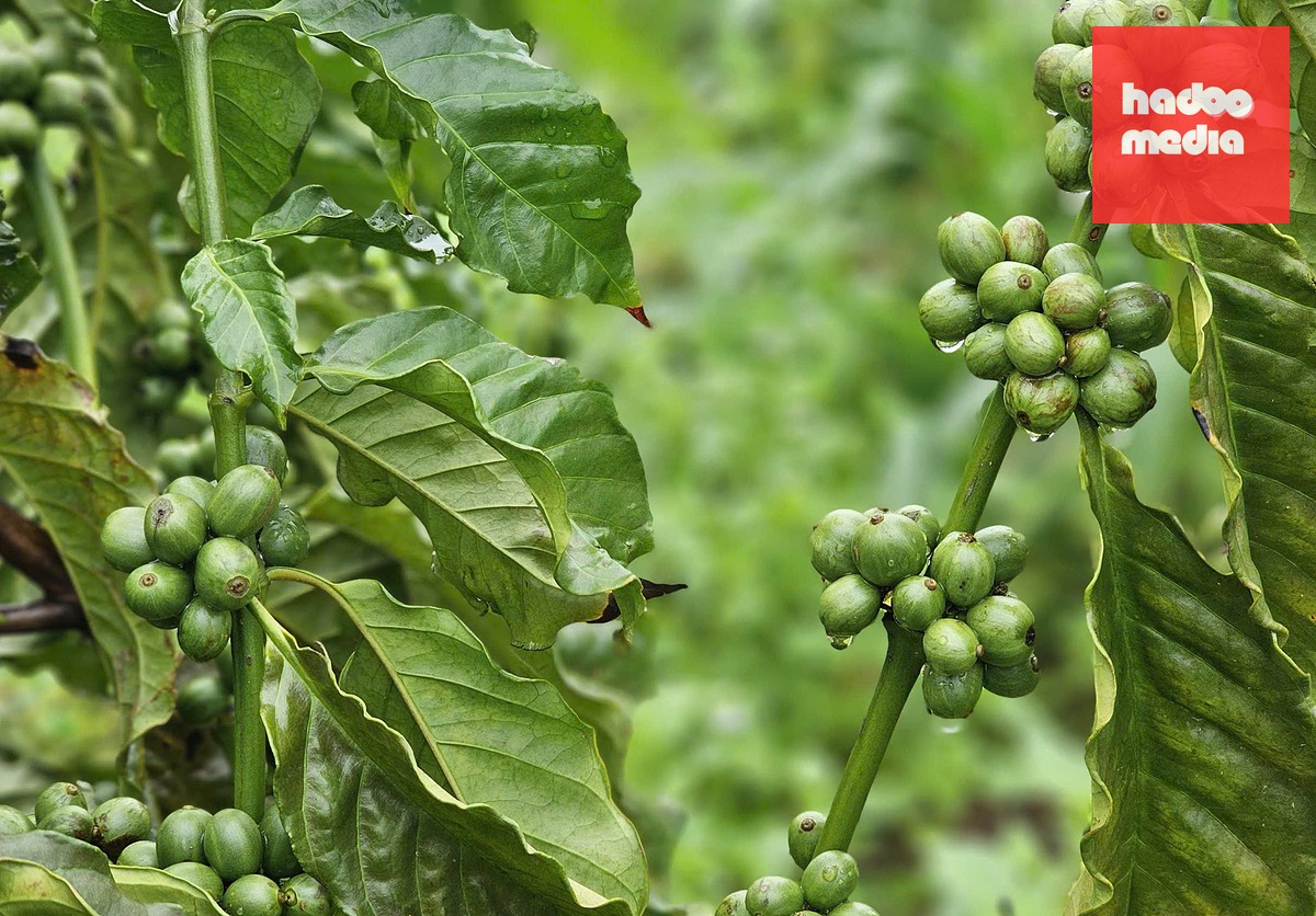 Việt Nam không thiếu đất Robusta nhưng cái ta thiếu là quyền được gọi tên - Ảnh: TTO