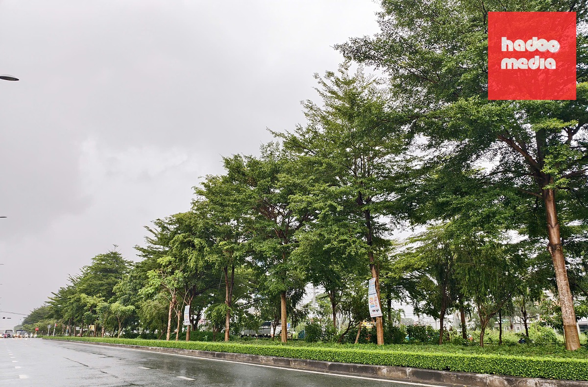 Cây xanh trồng trên phần đất dự trữ đường Võ Nguyên Giáp đoạn từ nút giao IC3 đến cổng chào Tây Nam Bộ thuộc quận Cái Răng, thành phố Cần Thơ (cũ) - Ảnh: CHÍ QUỐC