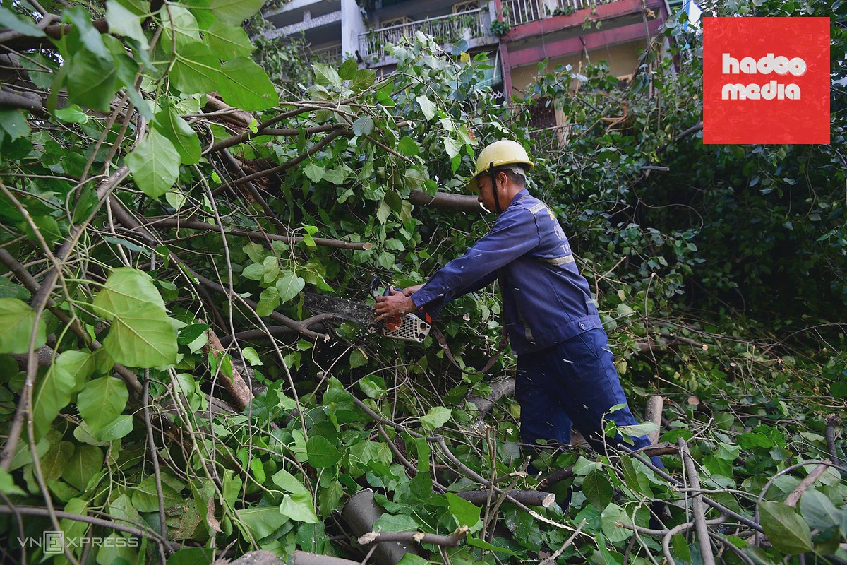 Cây lớn đổ chắn đường trung tâm TP HCM gây ùn tắc nghiêm trọng