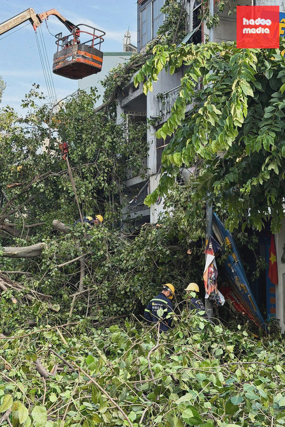 Cây lớn đổ chắn đường trung tâm TP HCM gây ùn tắc nghiêm trọng