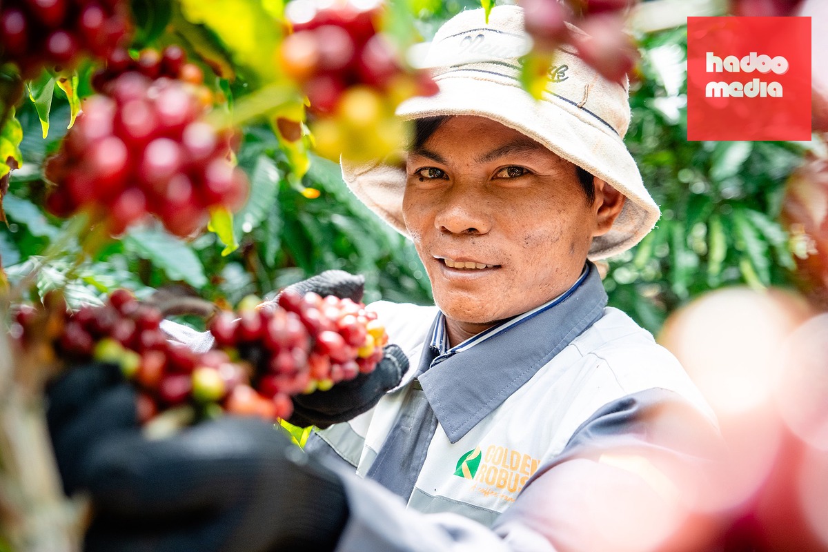 Nông dân thu hoạch cà phê tại vườn - Ảnh: Golden Robusta