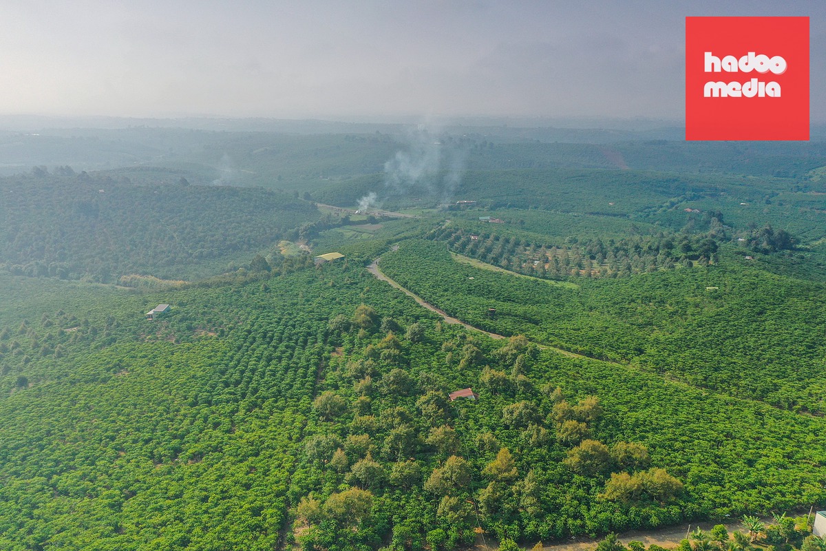 Một vùng trồng cà phê Robusta ở tỉnh Lâm Đồng - Ảnh: Q.ĐỊNH