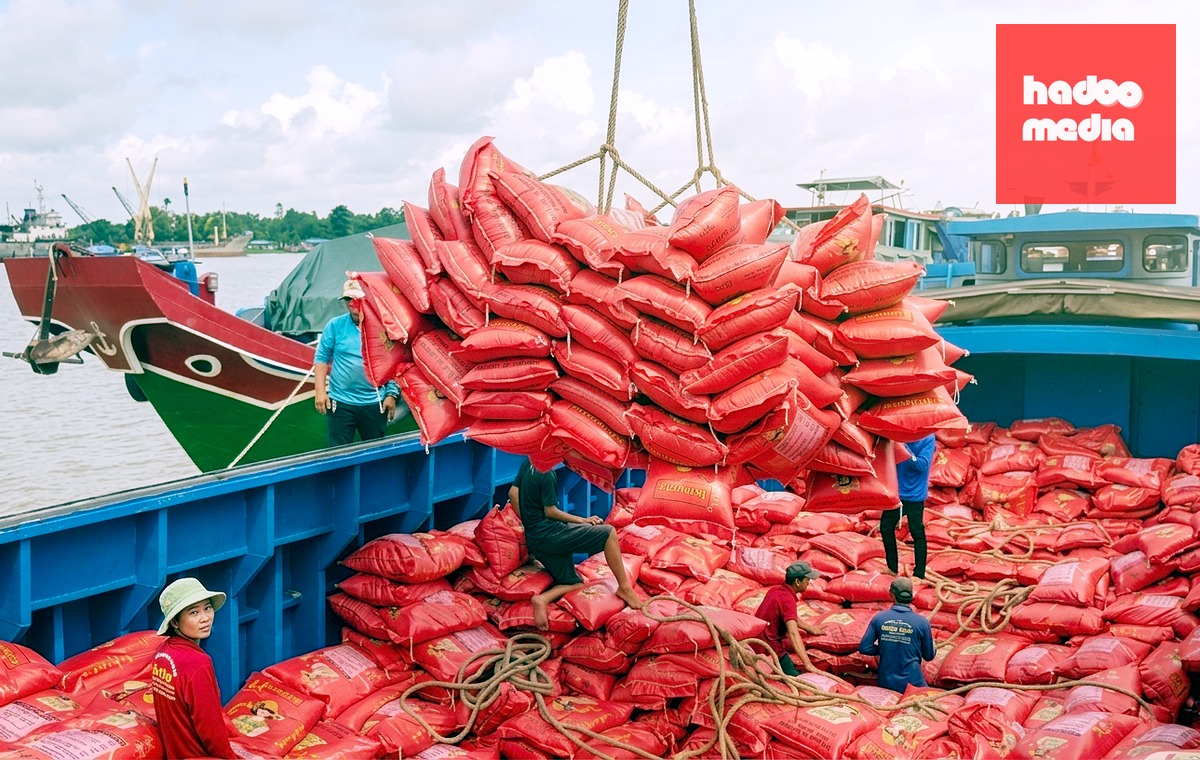 Gạo Việt Nam xuất khẩu - Ảnh: BỬU ĐẤU