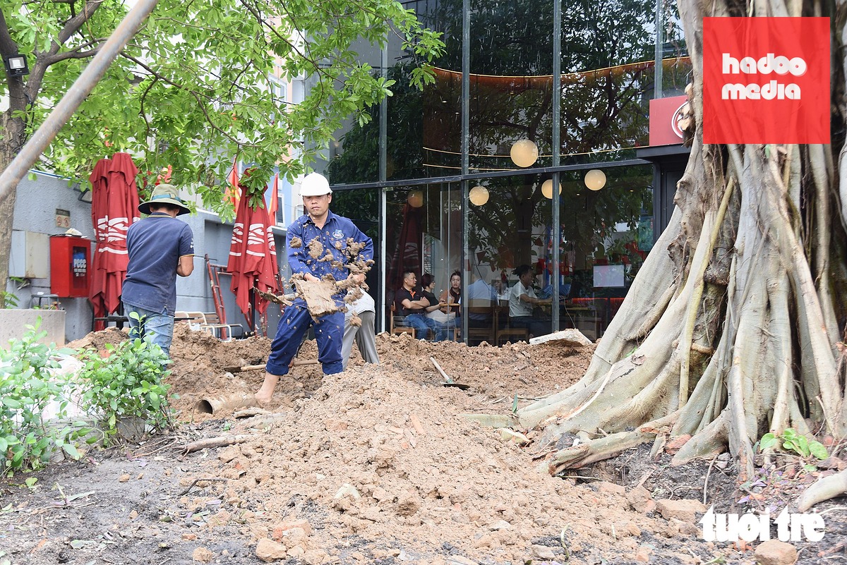 Công nhân gia cố lại phần nền đất quanh gốc bồ đề trưa 9-10 - Ảnh: TRÍ ĐỨC