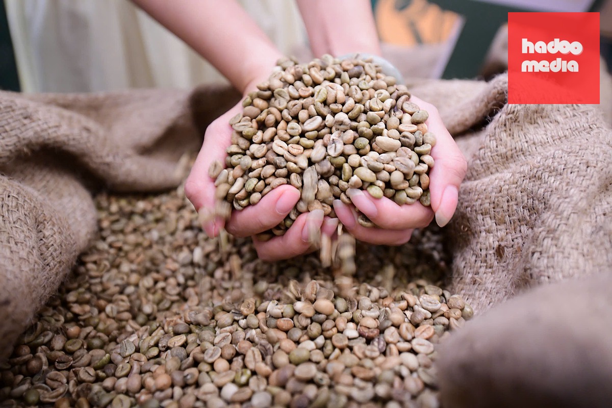 Cứ 5 hạt cà phê Robusta được sản xuất trên thế giới thì có khoảng 2 hạt đến từ Việt Nam - Ảnh: QUANG ĐỊNH