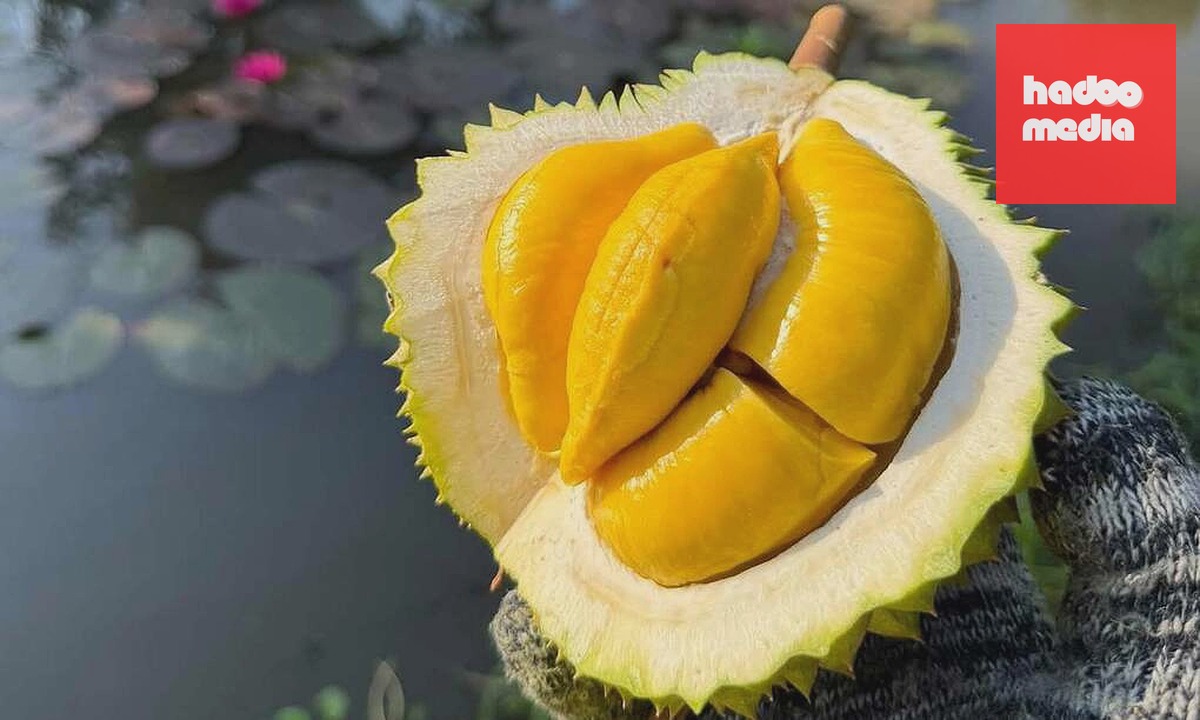 Sầu riêng Musang King tại nhà vườn ở miền Tây. Ảnh: Mạnh Khương